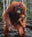 The House of Orange (colour) by David Yarrow, limited edition photography