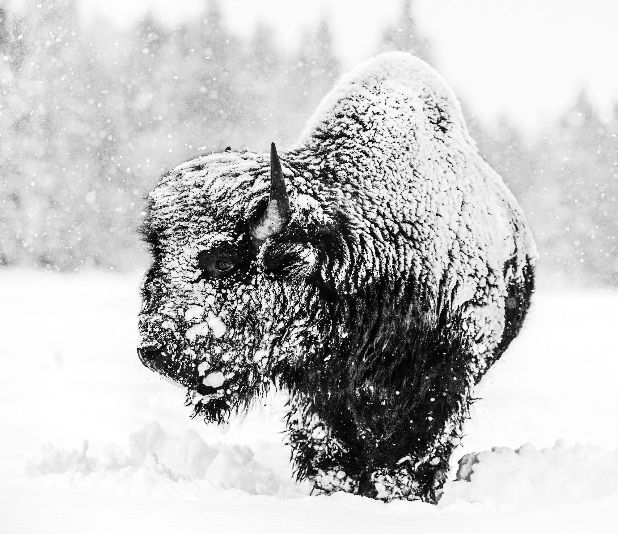 Local Hero by David Yarrow, limited edition photography