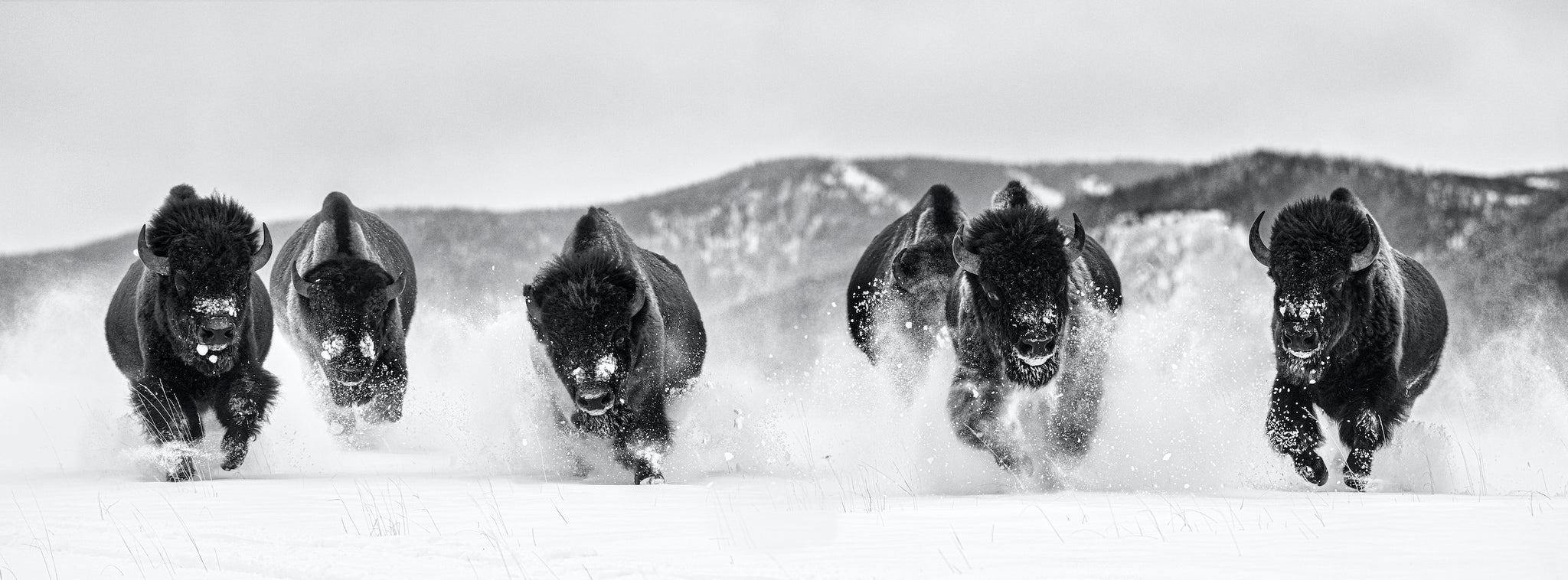 The Bills II