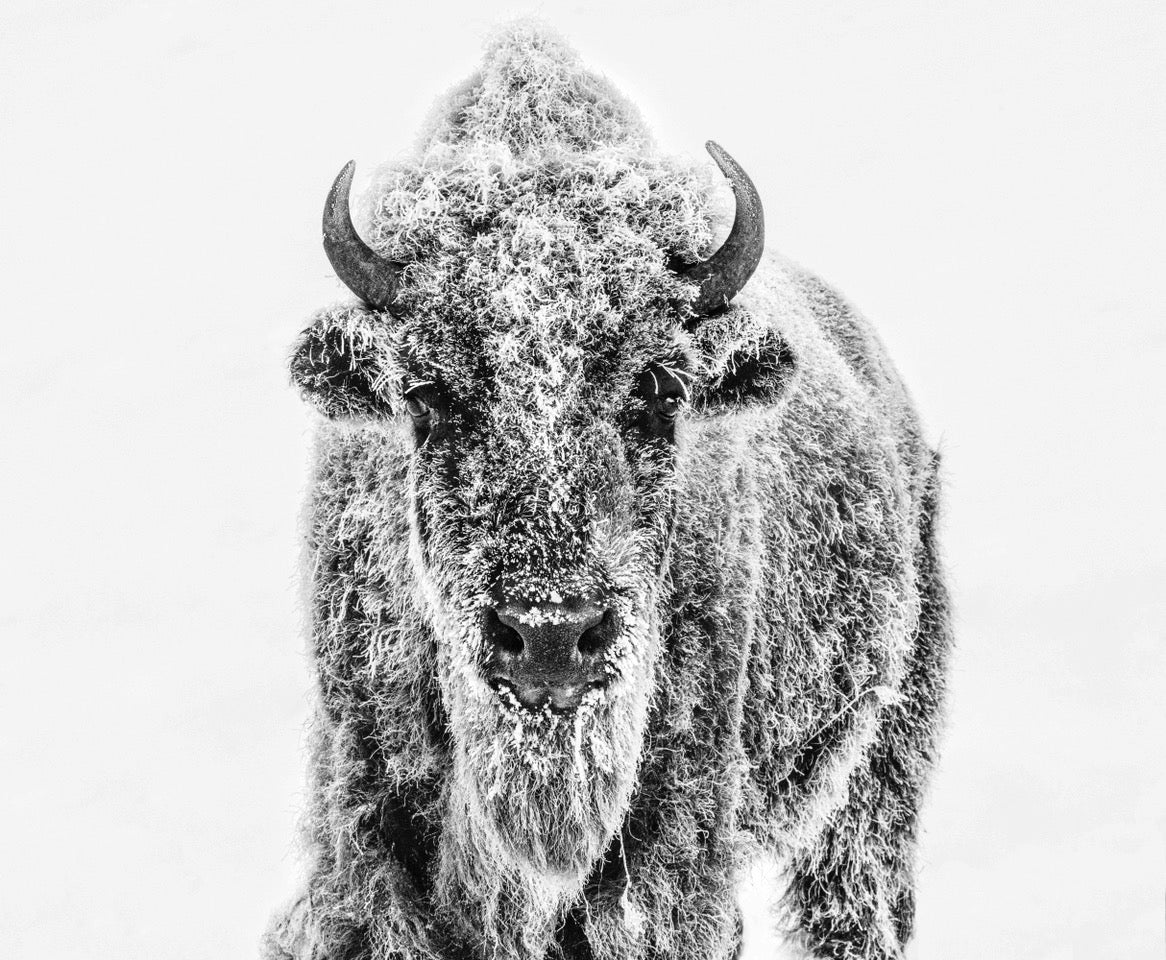 Ice Age by David Yarrow, limited edition photography
