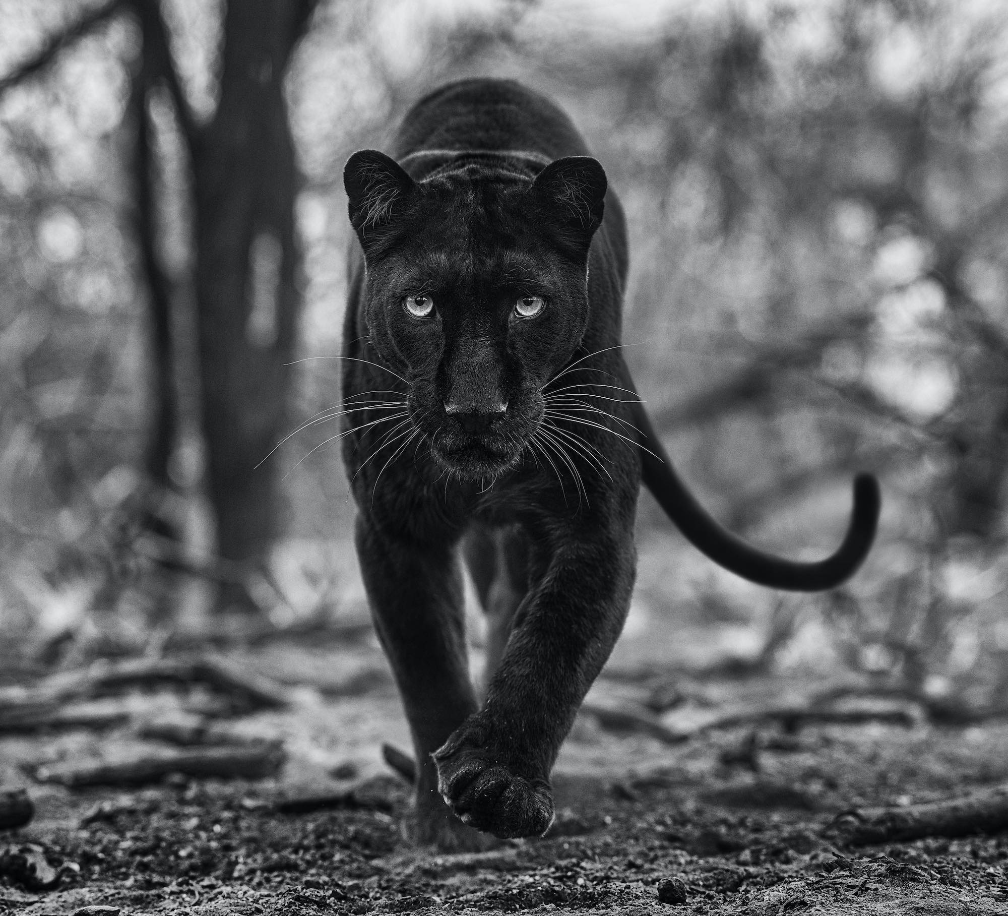 Remains of the Day by David Yarrow, limited edition photography