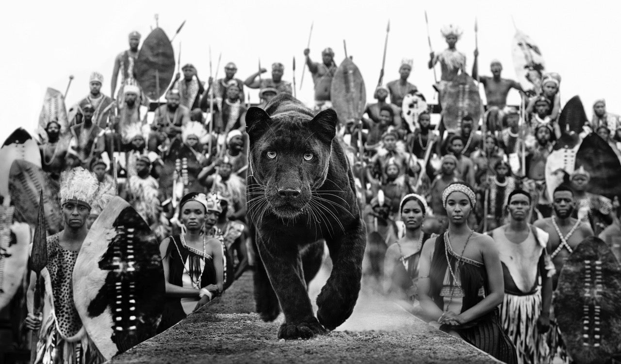I am Black Panther by David Yarrow, limited edition photography