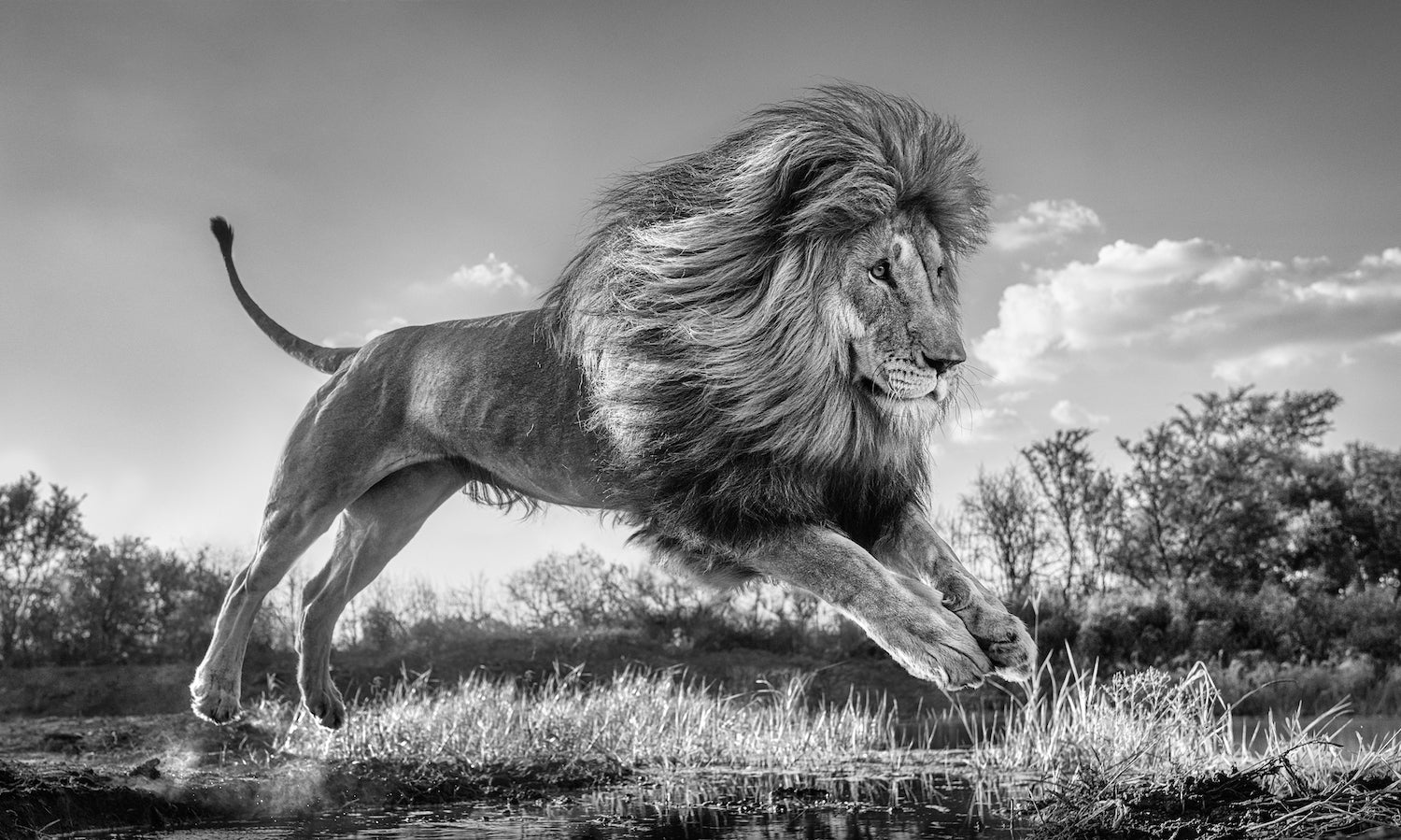 Succession by David Yarrow, limited edition photography