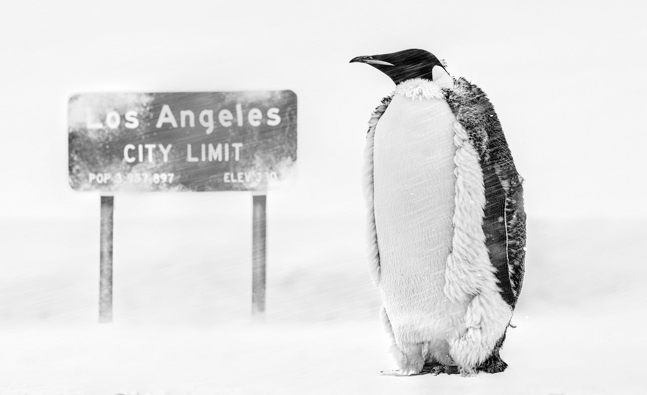 La Baby by David Yarrow, limited edition photography