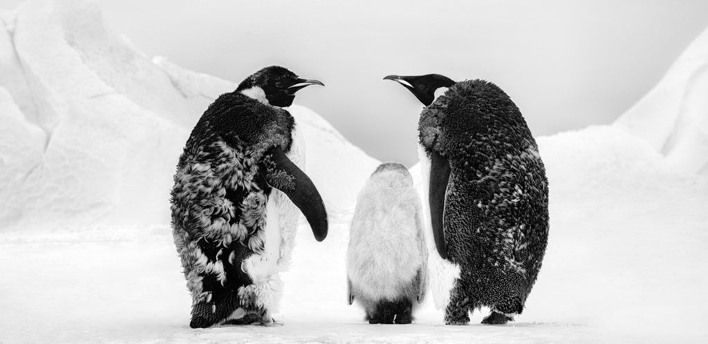 Who's gonna tell him by David Yarrow, limited edition photography