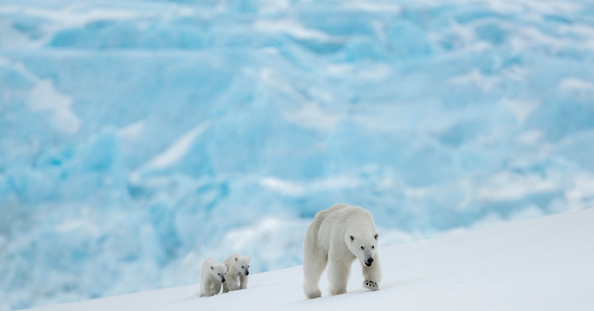 The New Kids on the block by David Yarrow, limited edition photography