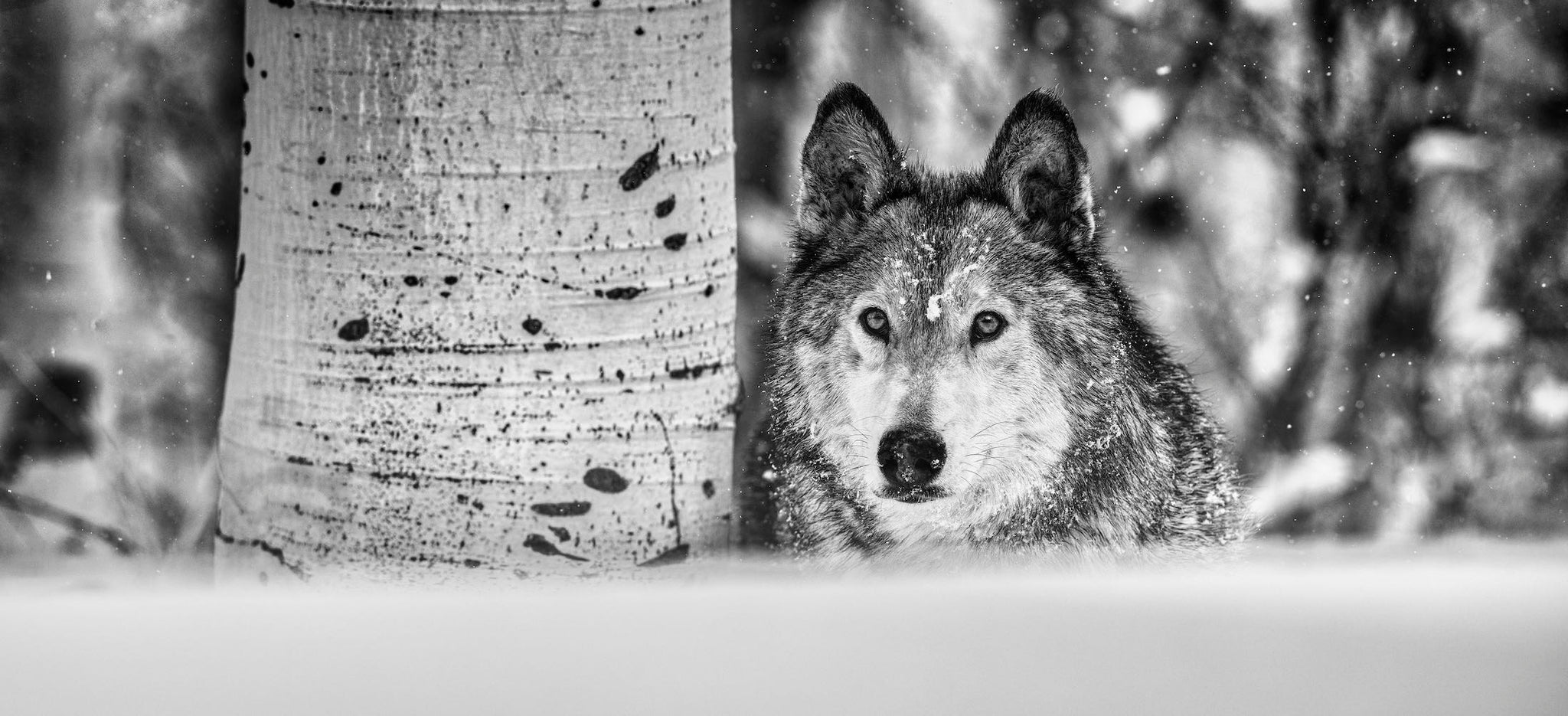 The power of the dog
