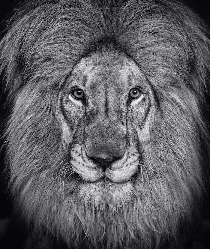 The King's Speech by David Yarrow, limited edition photography