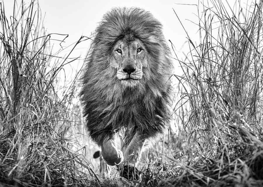 Fully engaged by David Yarrow, limited edition photography