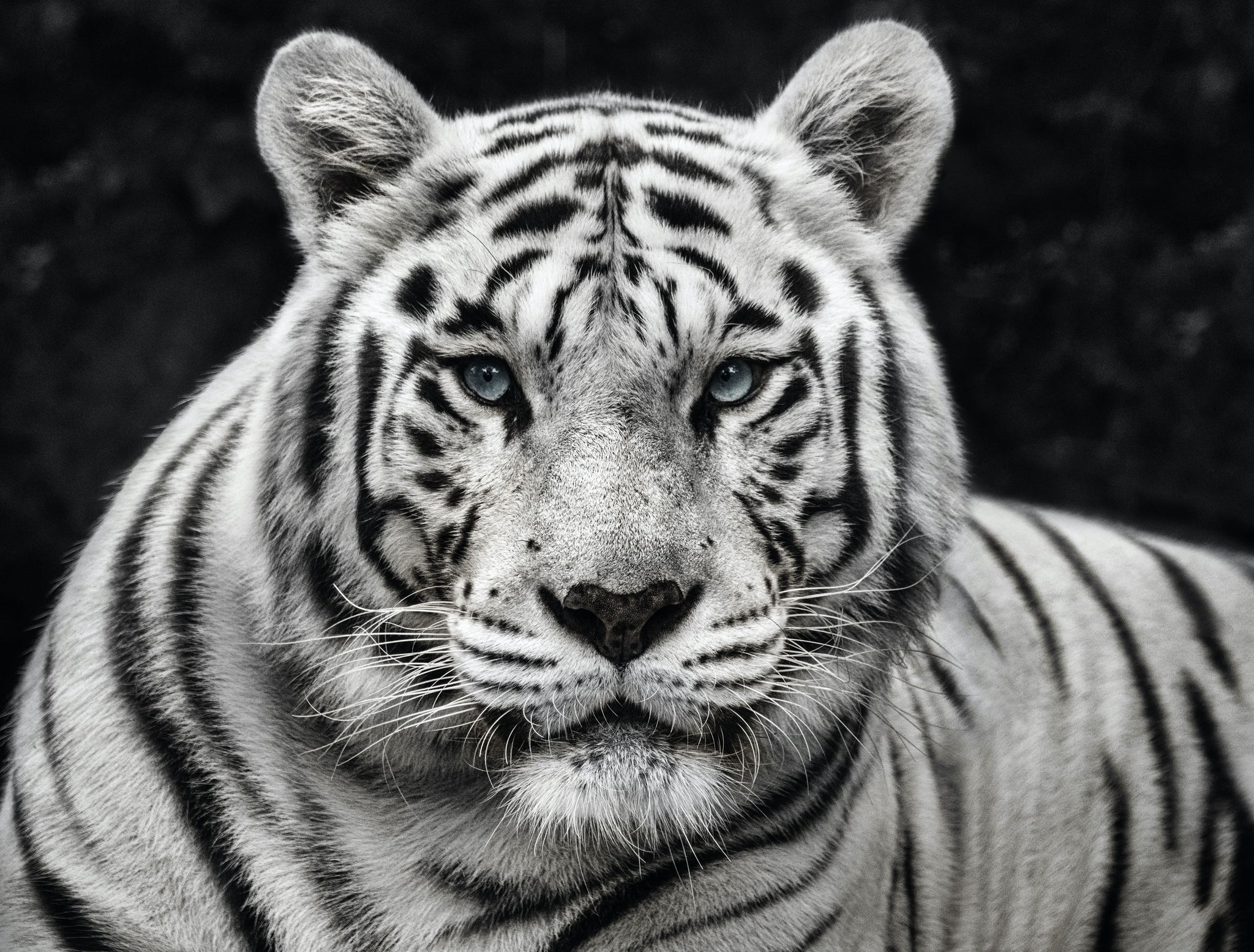 Mohan by David Yarrow, limited edition photography