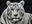 Mohan by David Yarrow, limited edition photography