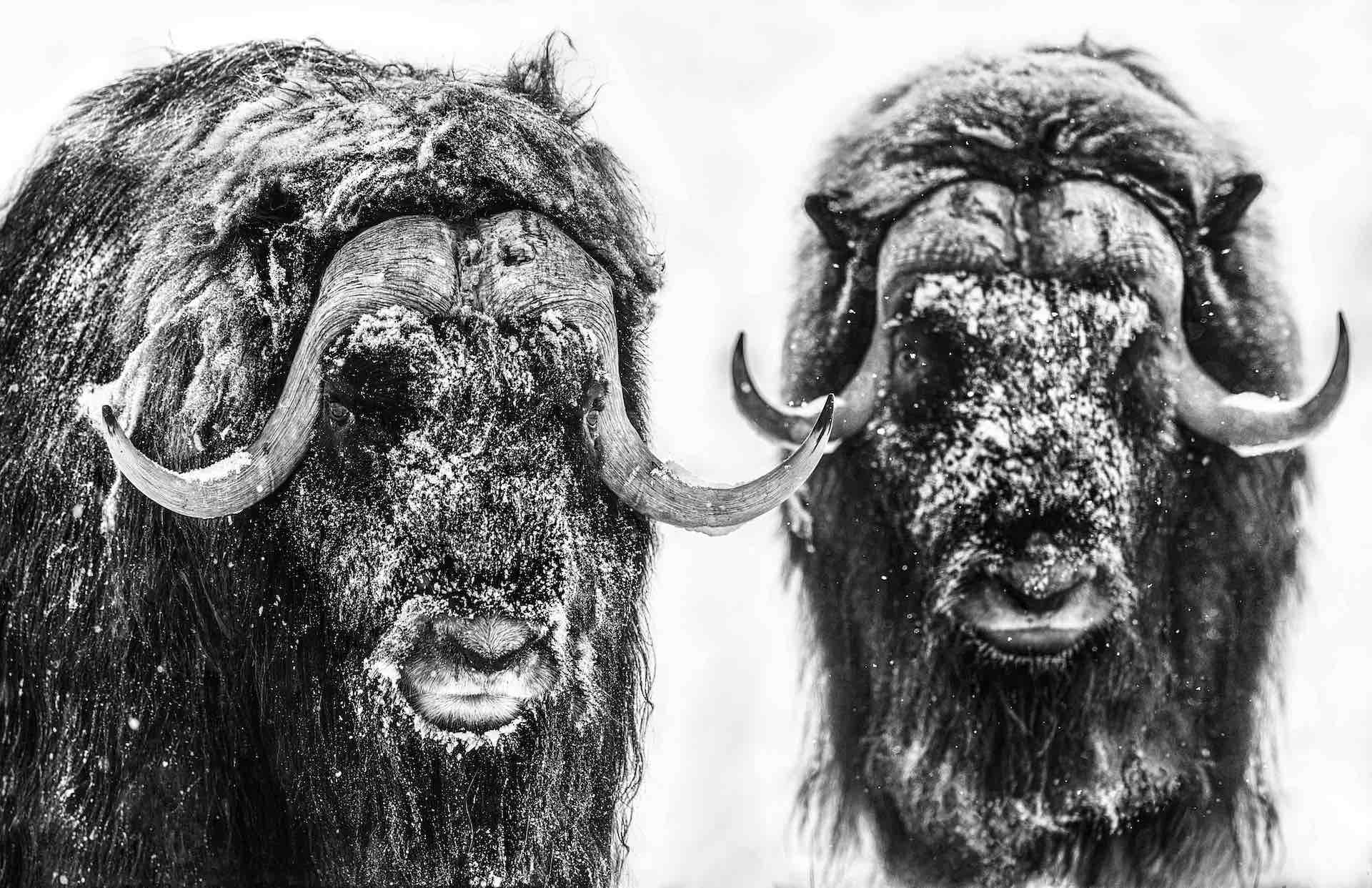 Hell's Kitchen by David Yarrow, limited edition photography