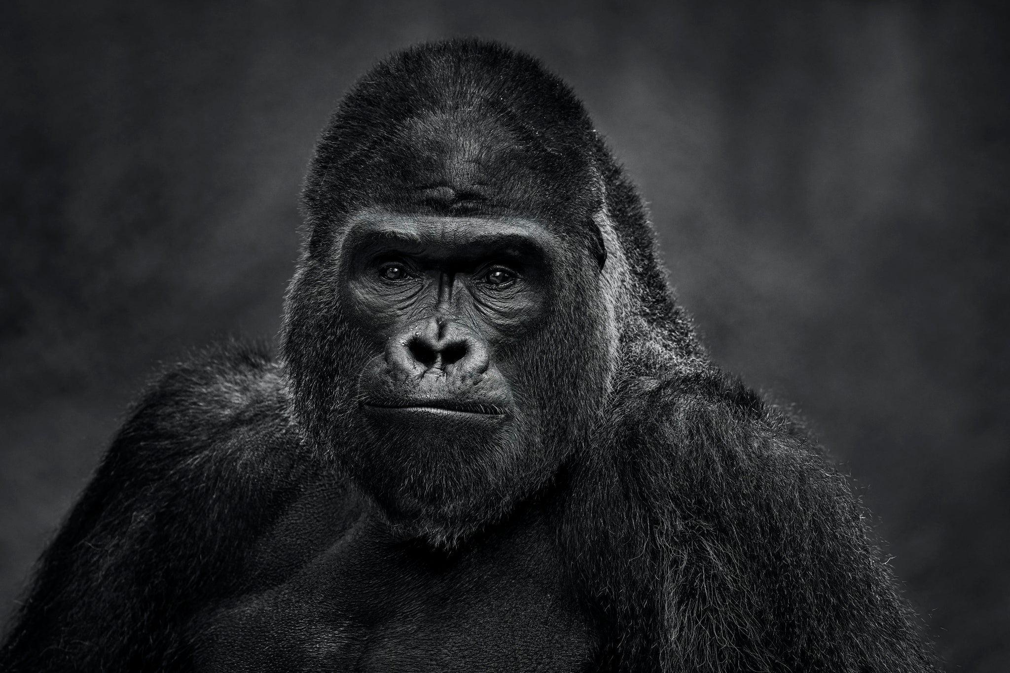 The Senator by David Yarrow, limited edition photography