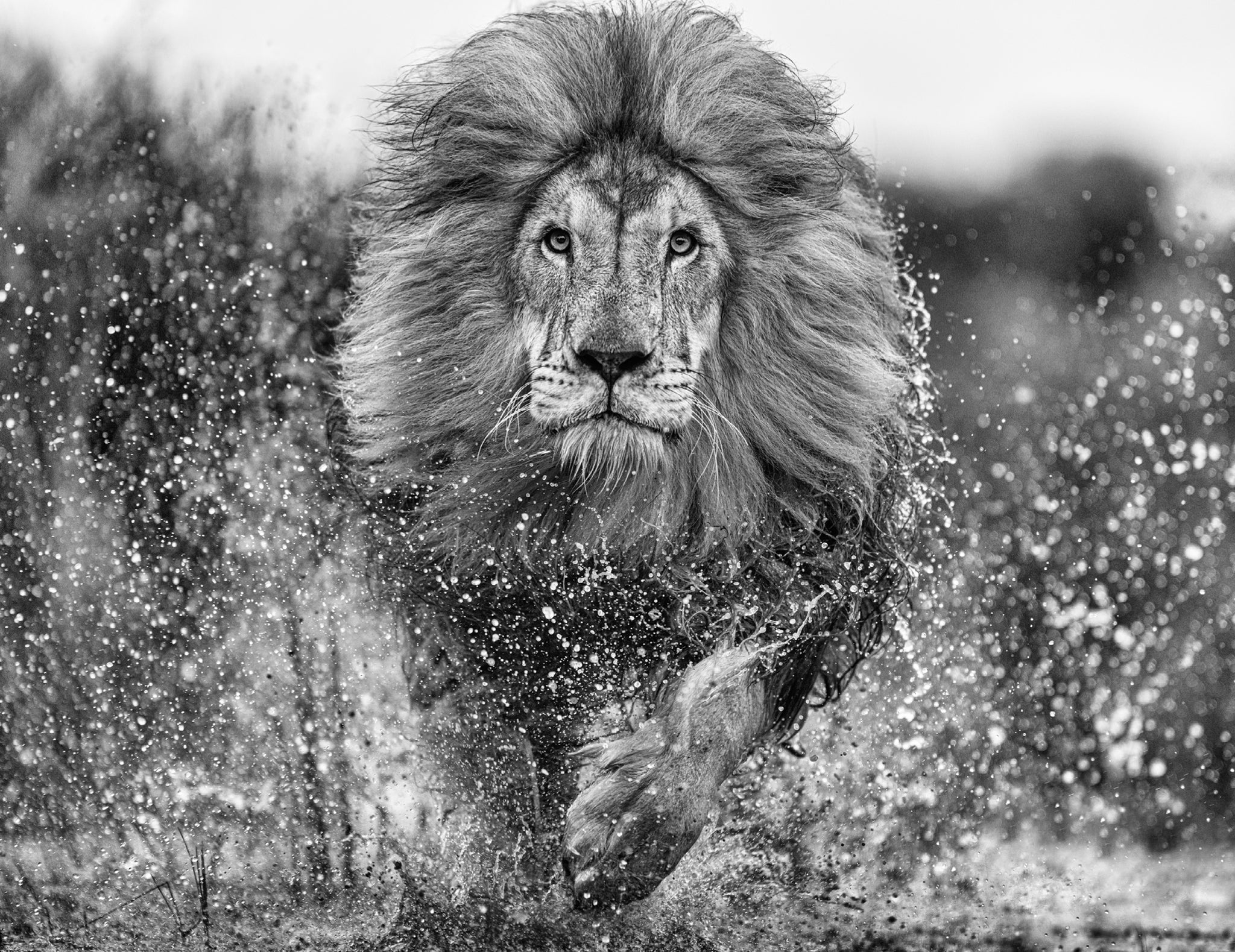 Marshlands by David Yarrow, limited edition photography