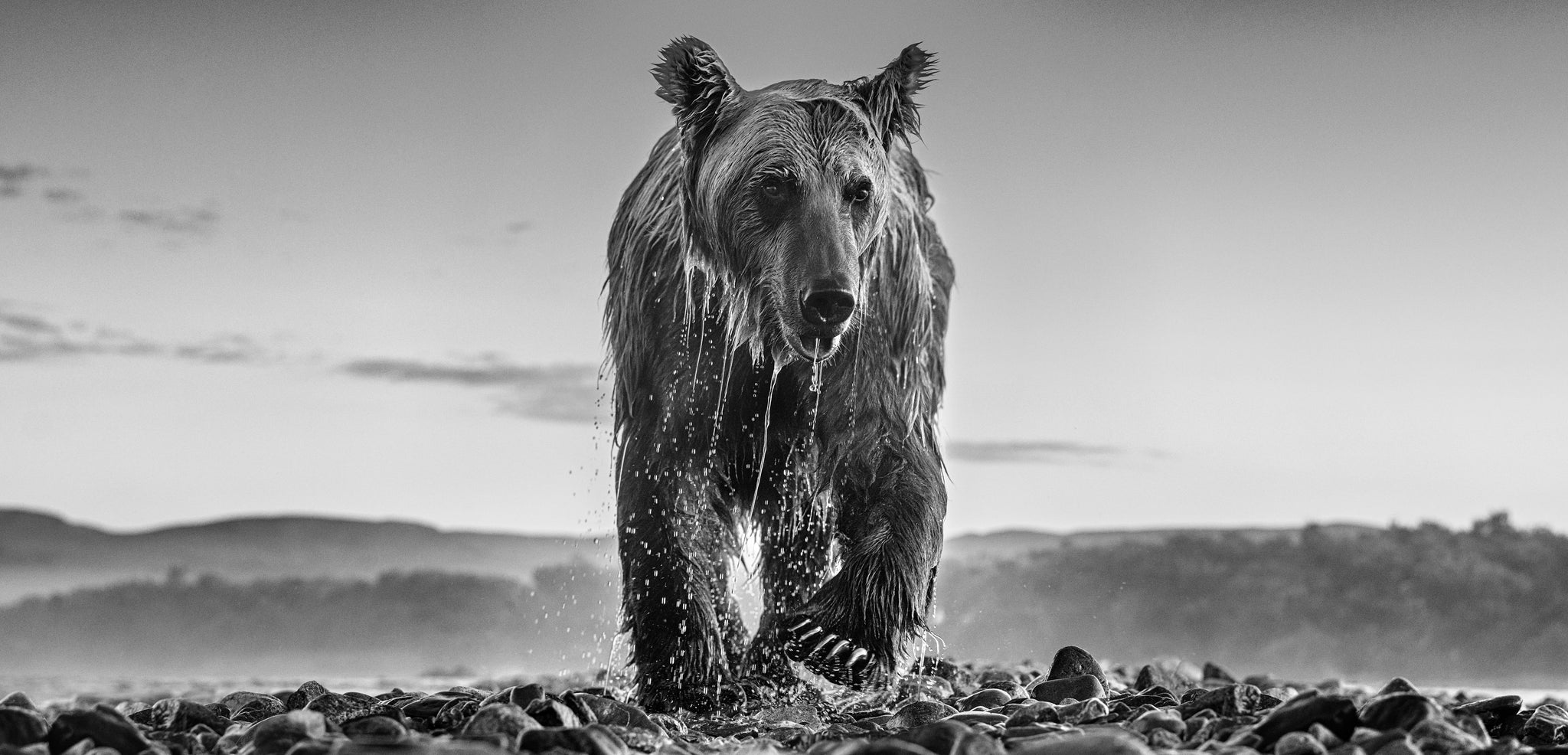 Bear Island by David Yarrow, limited edition photography