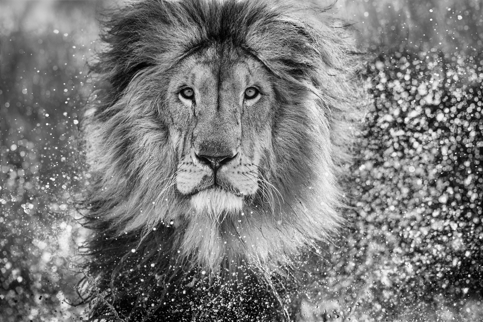 Waterworld by David Yarrow, limited edition photography