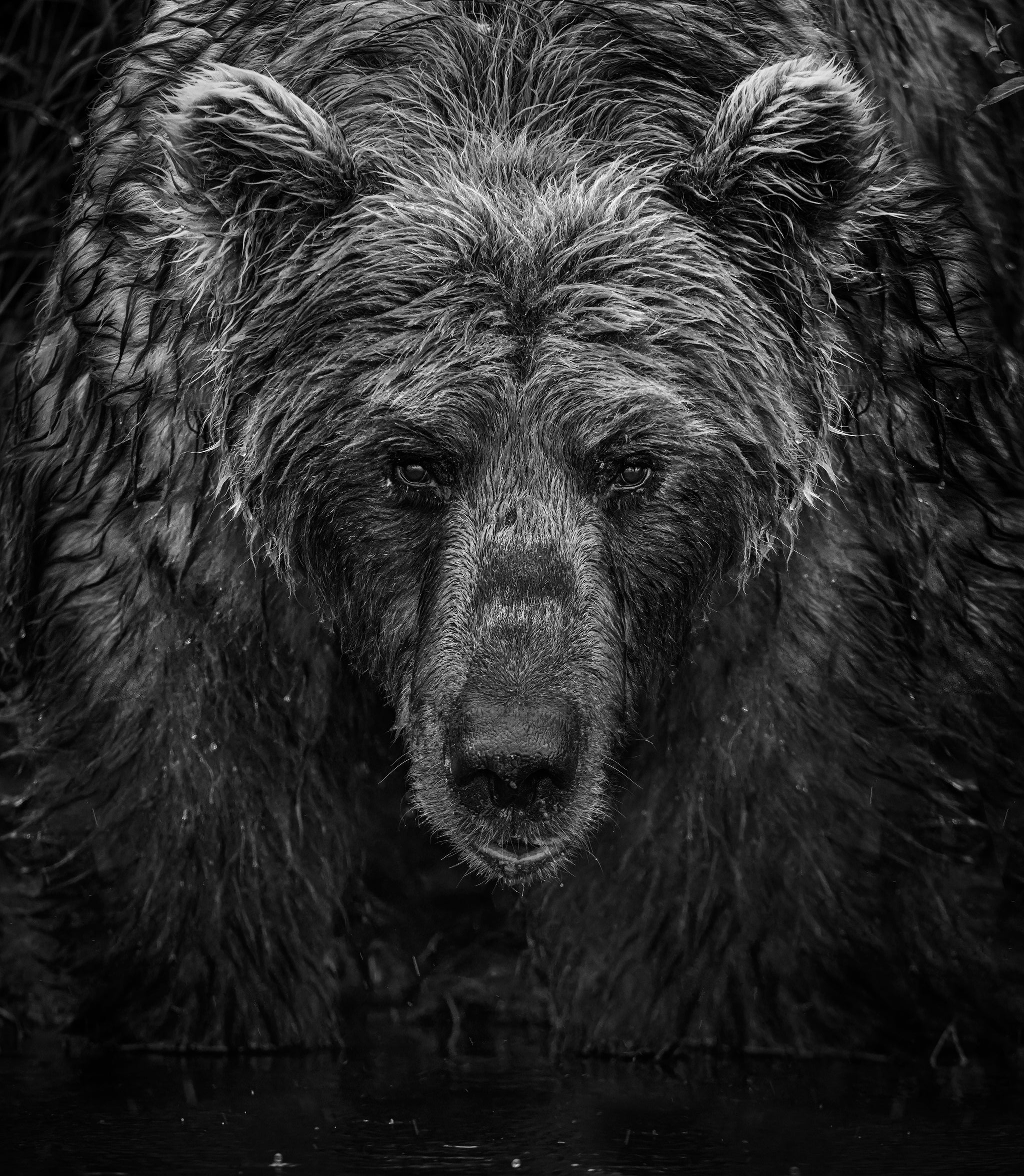Wet Wet Wet by David Yarrow, limited edition photography