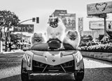 Who let the Dogs Out