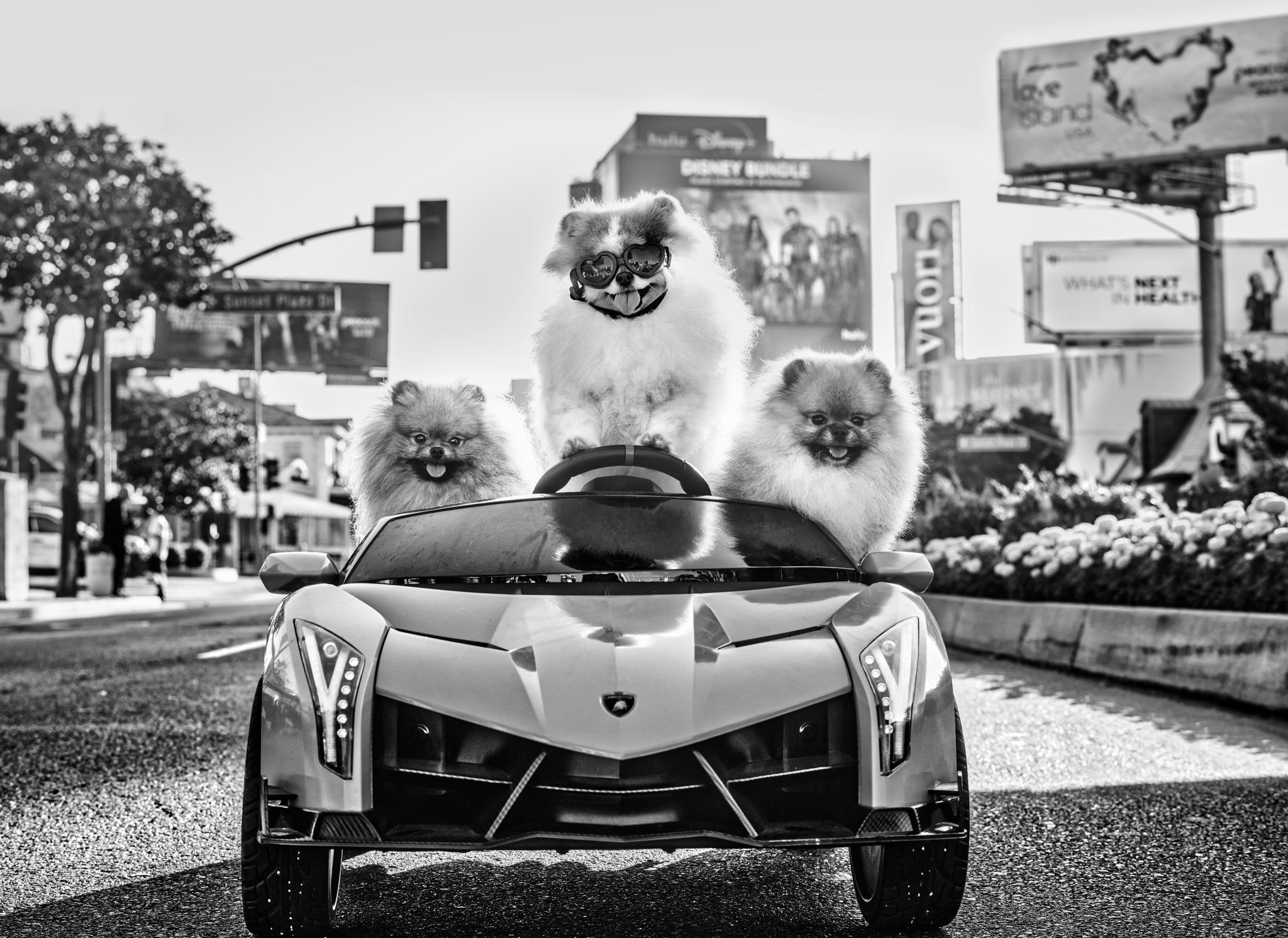Who let the Dogs Out