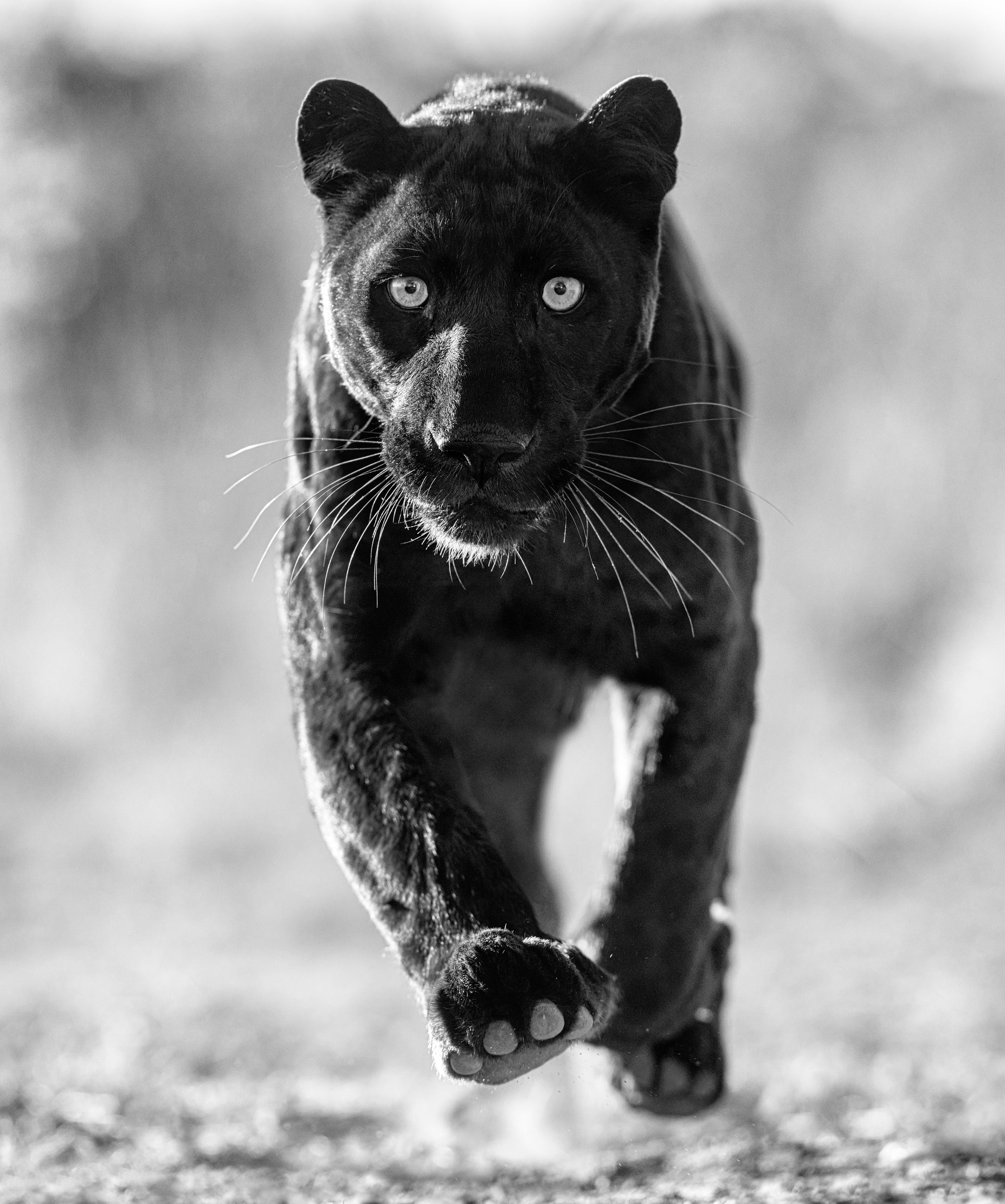 Sex Panther by David Yarrow, limited edition photography