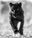 Sex Panther by David Yarrow, limited edition photography