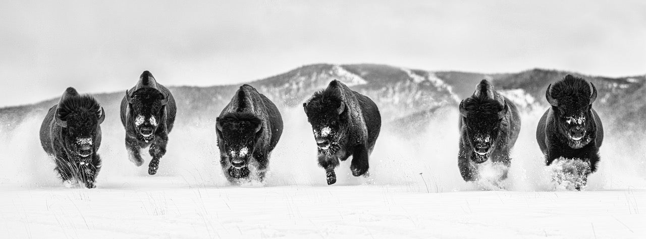 The Bills III by David Yarrow, limited edition photography