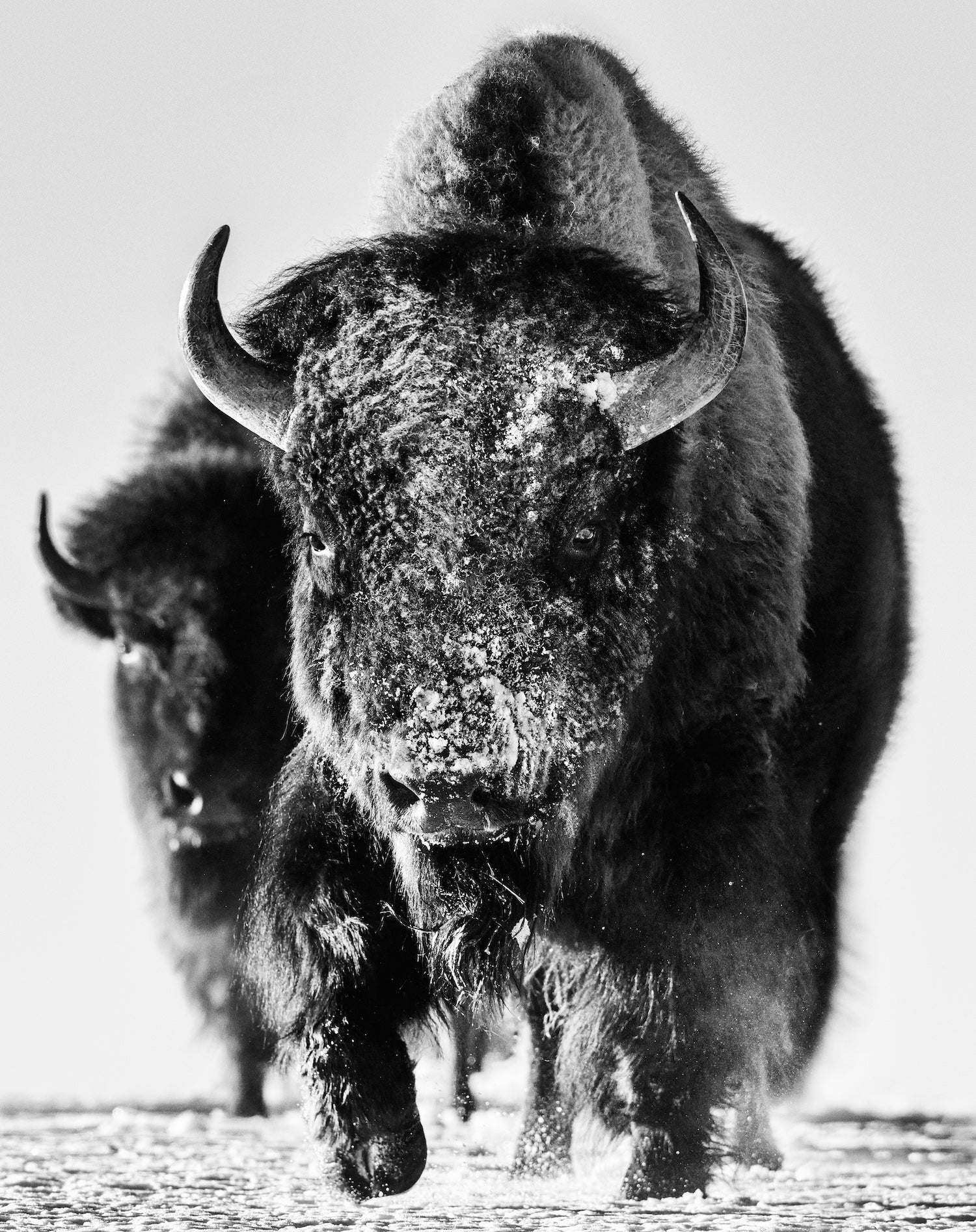 Snow Monster by David Yarrow, limited edition photography