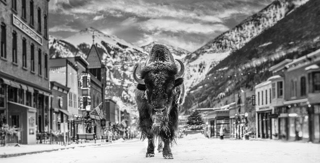 The Bison on Main by David Yarrow, limited edition photography