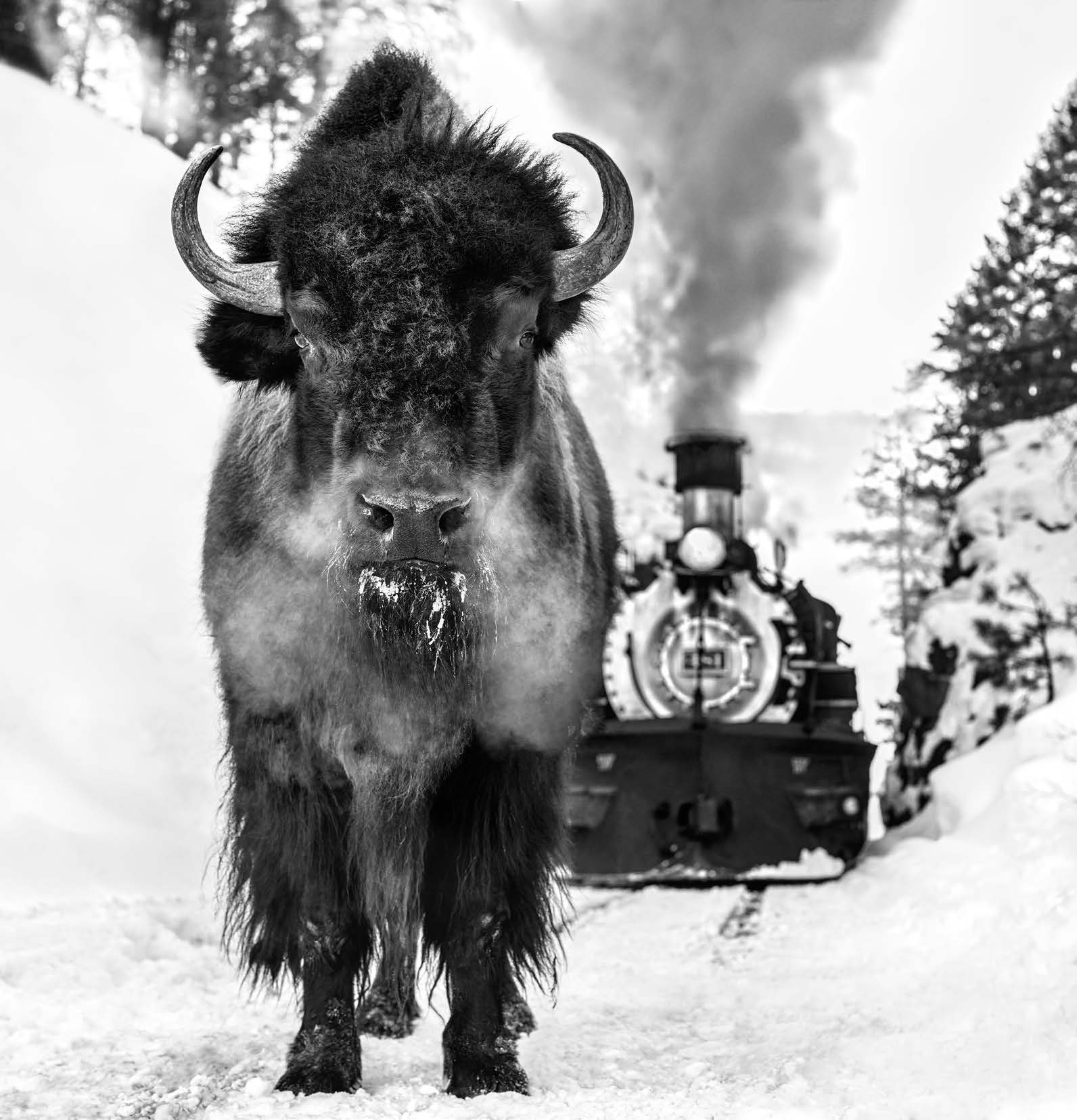 I walk the Line by David Yarrow, limited edition photography