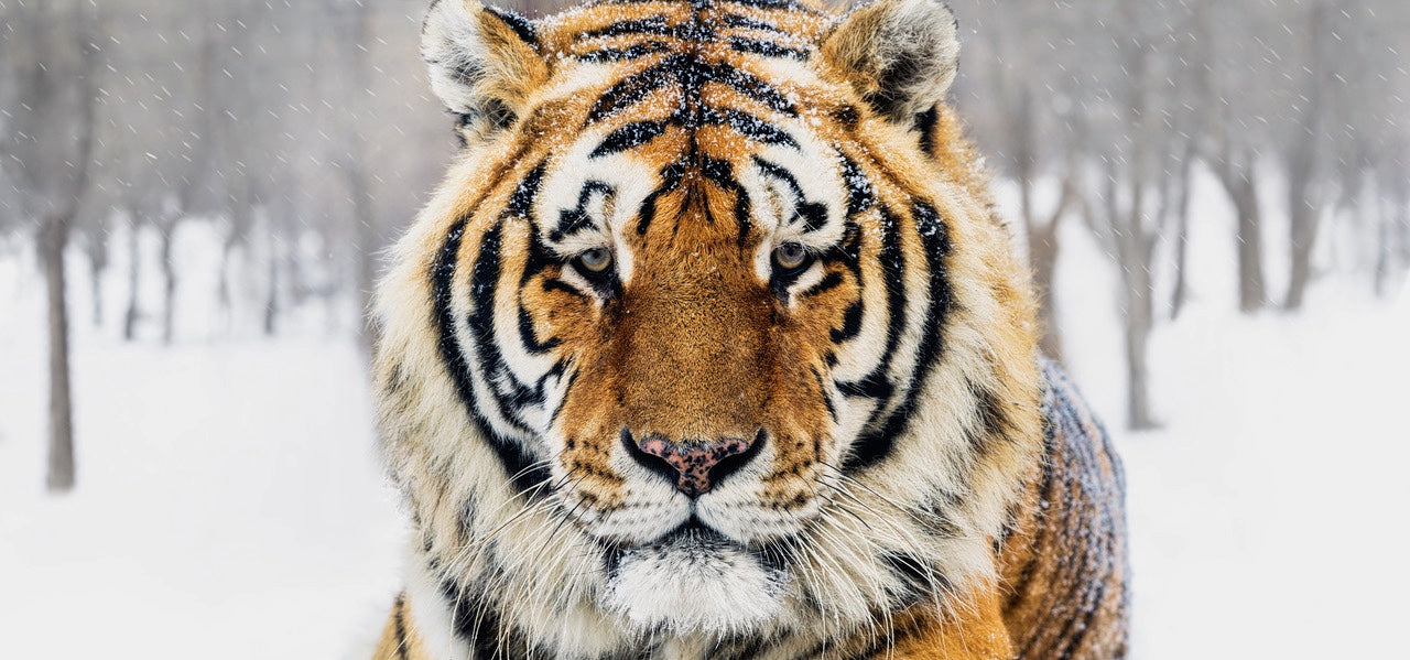 The Siberian by David Yarrow, limited edition photography