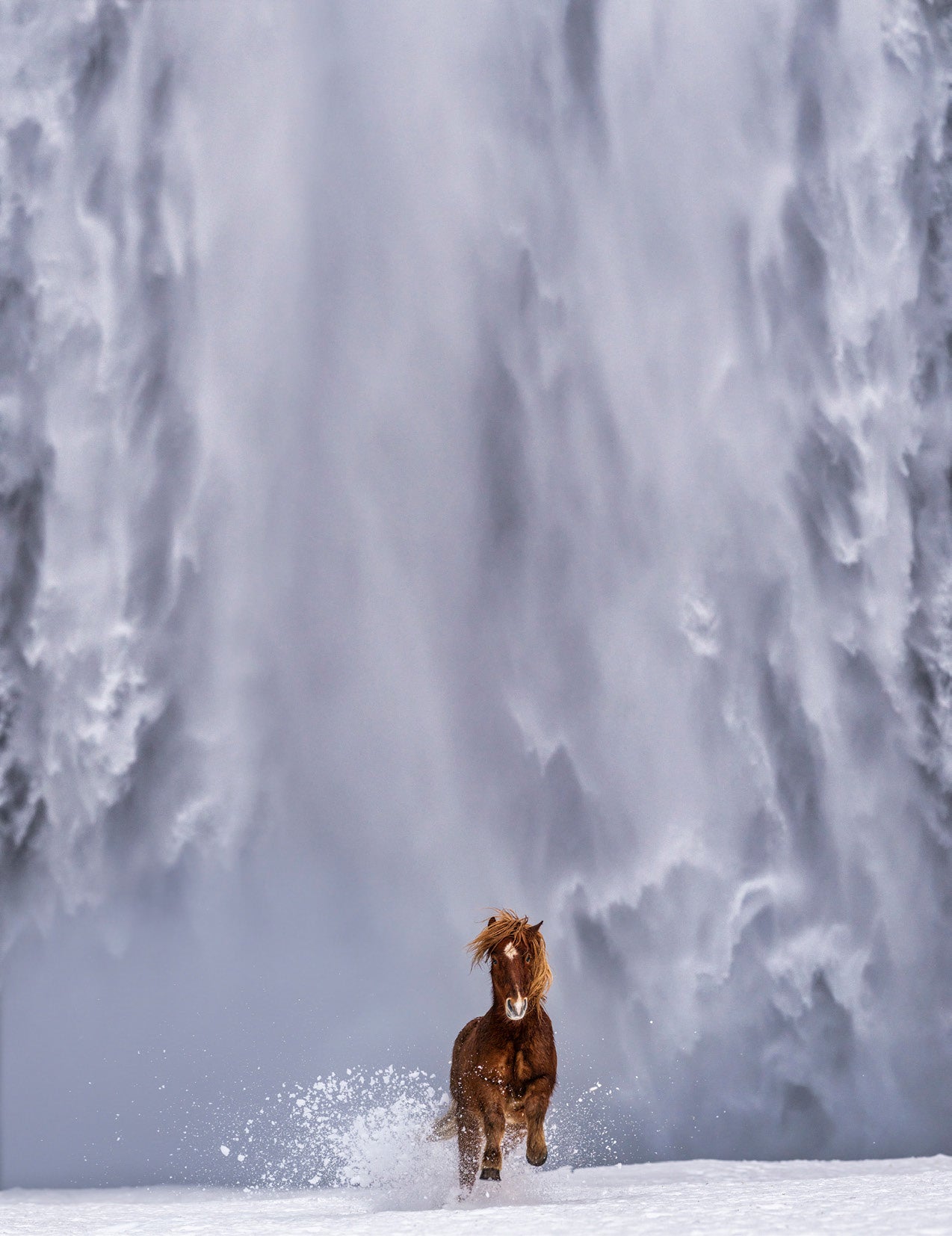 The Big Chill by David Yarrow, limited edition photography