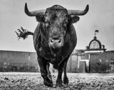 El Toro