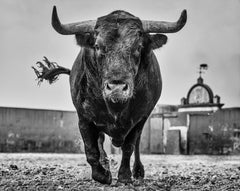 El Toro by David Yarrow, limited edition photography