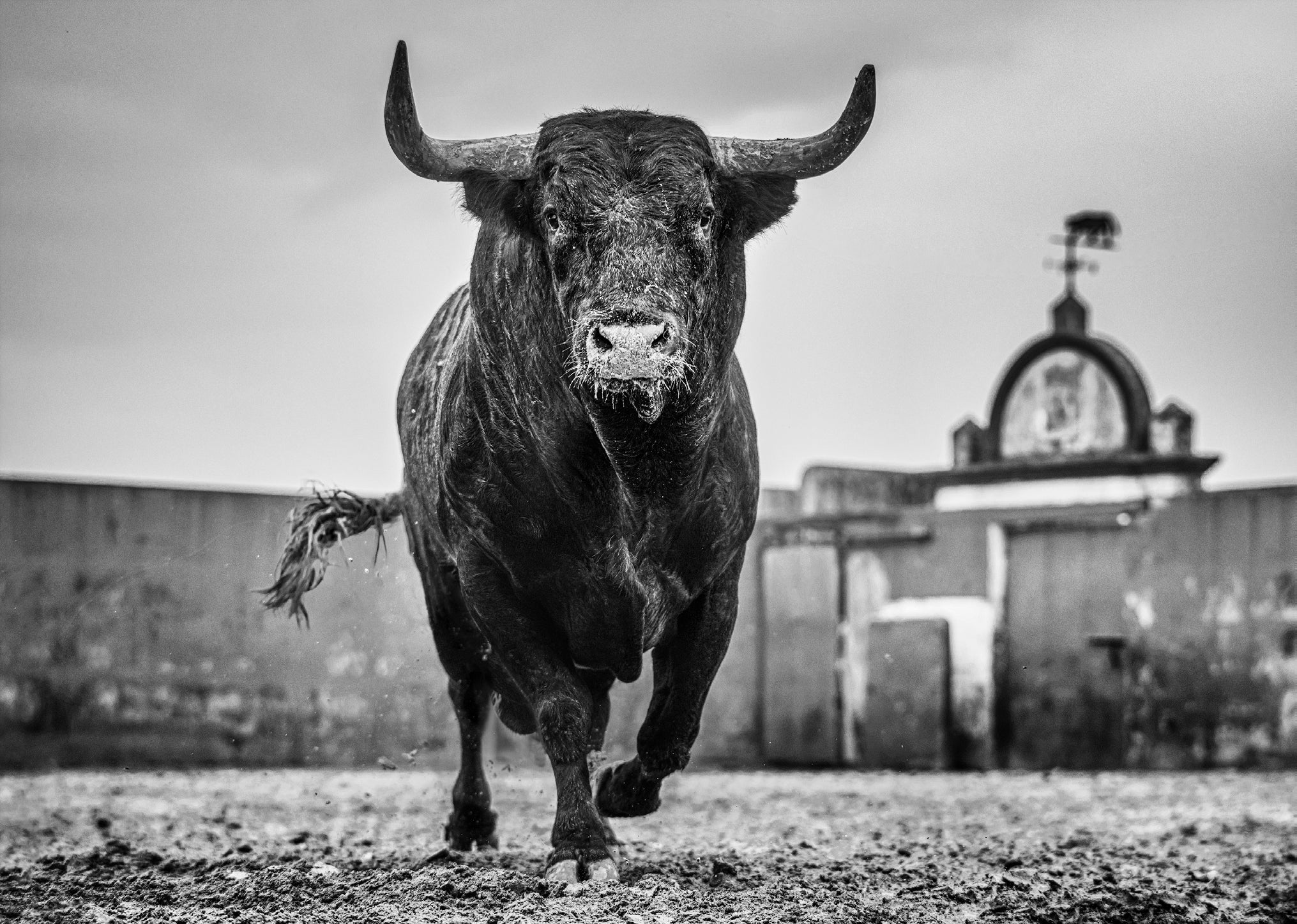 Bullish by David Yarrow, limited edition photography