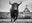 Bullish by David Yarrow, limited edition photography