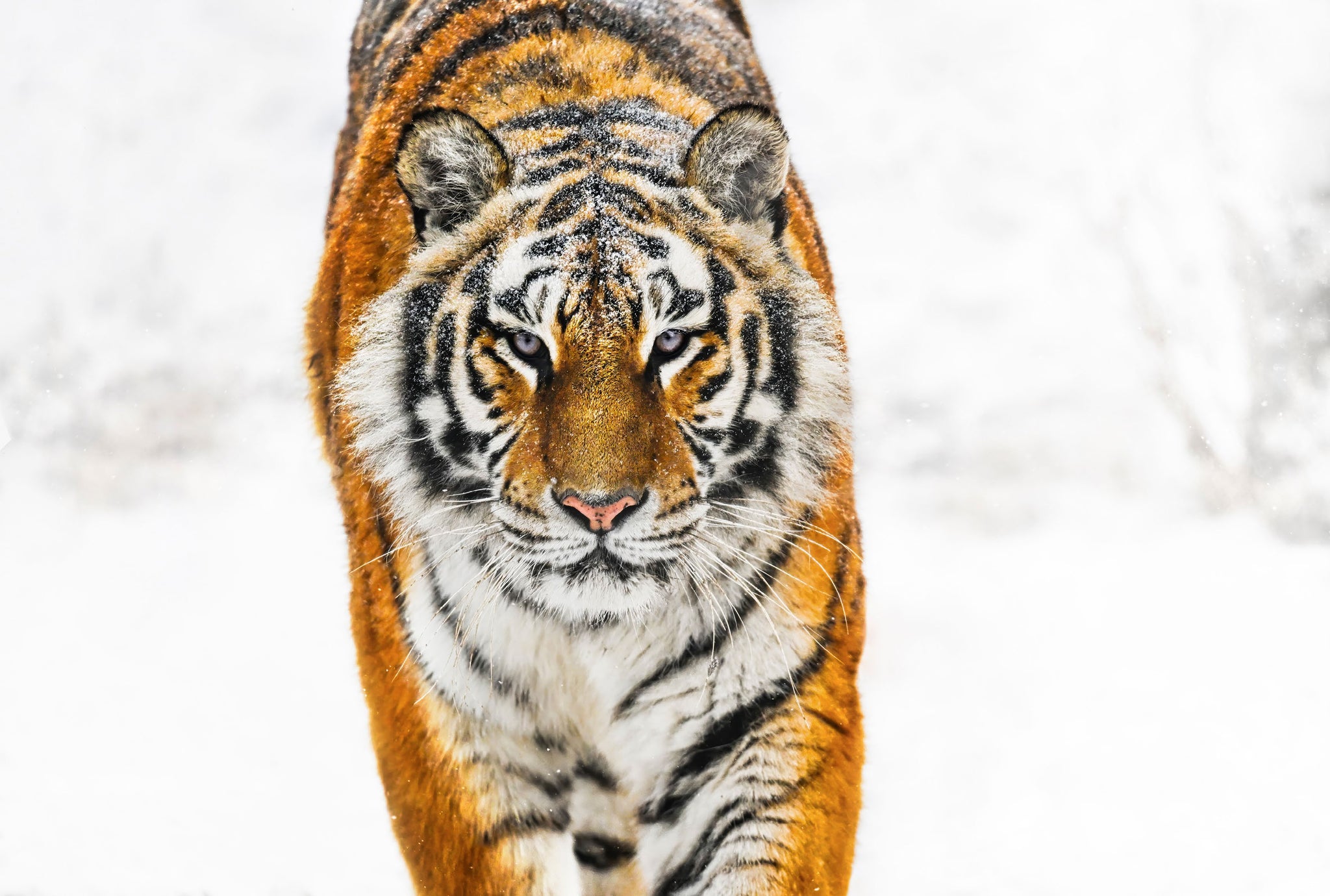 Snowcat by David Yarrow, limited edition photography