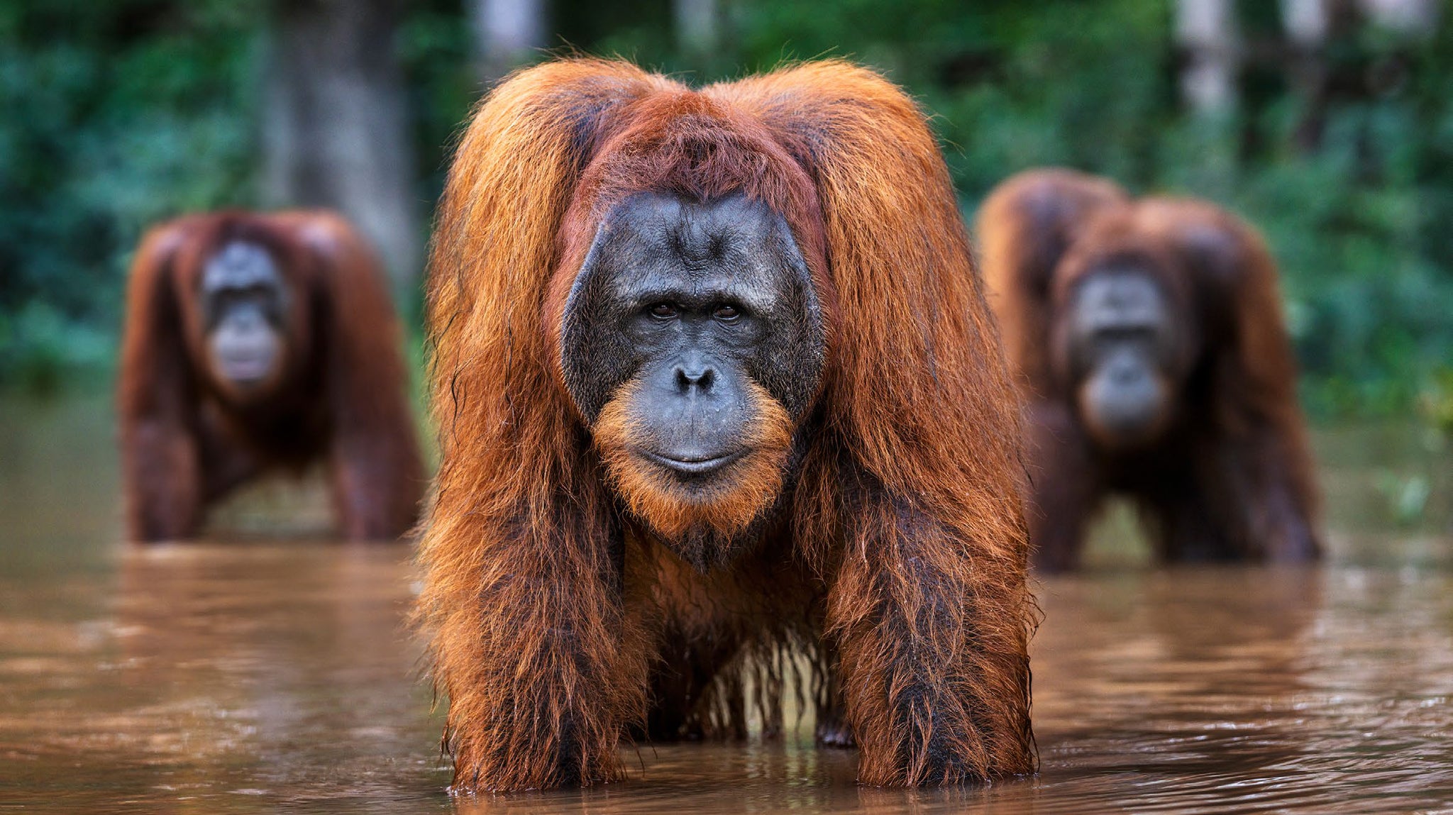 Welcome to the Jungle by David Yarrow, limited edition photography