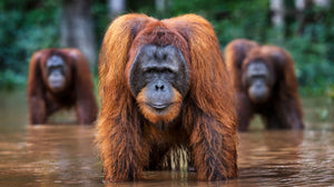 Welcome to the Jungle
