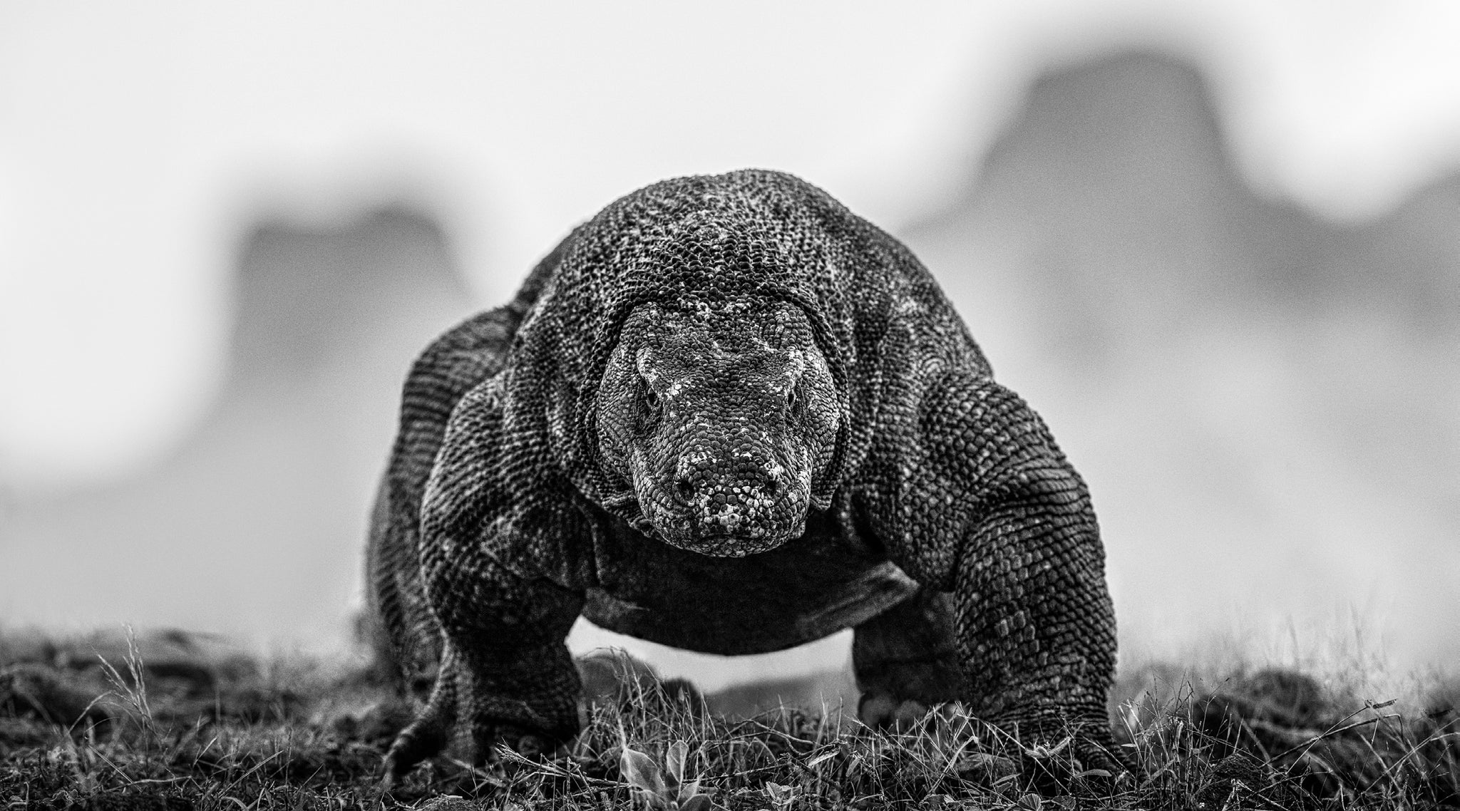 The Dragon's Den by David Yarrow, limited edition photography