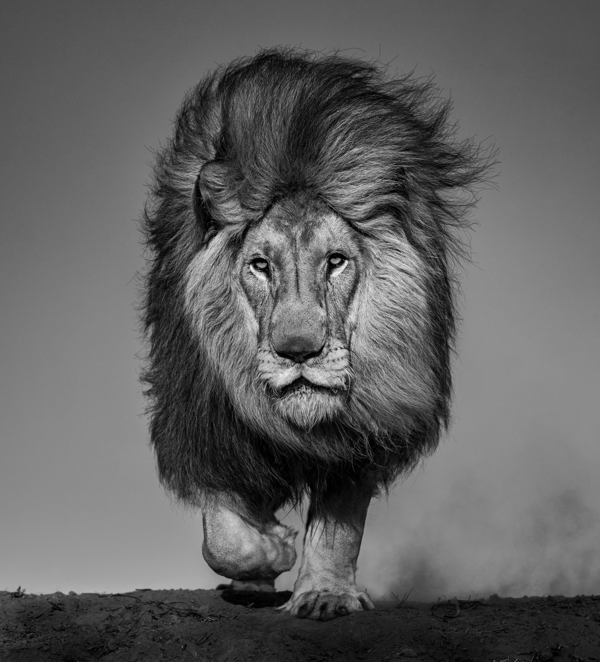 Locked and Loaded by David Yarrow, limited edition photography