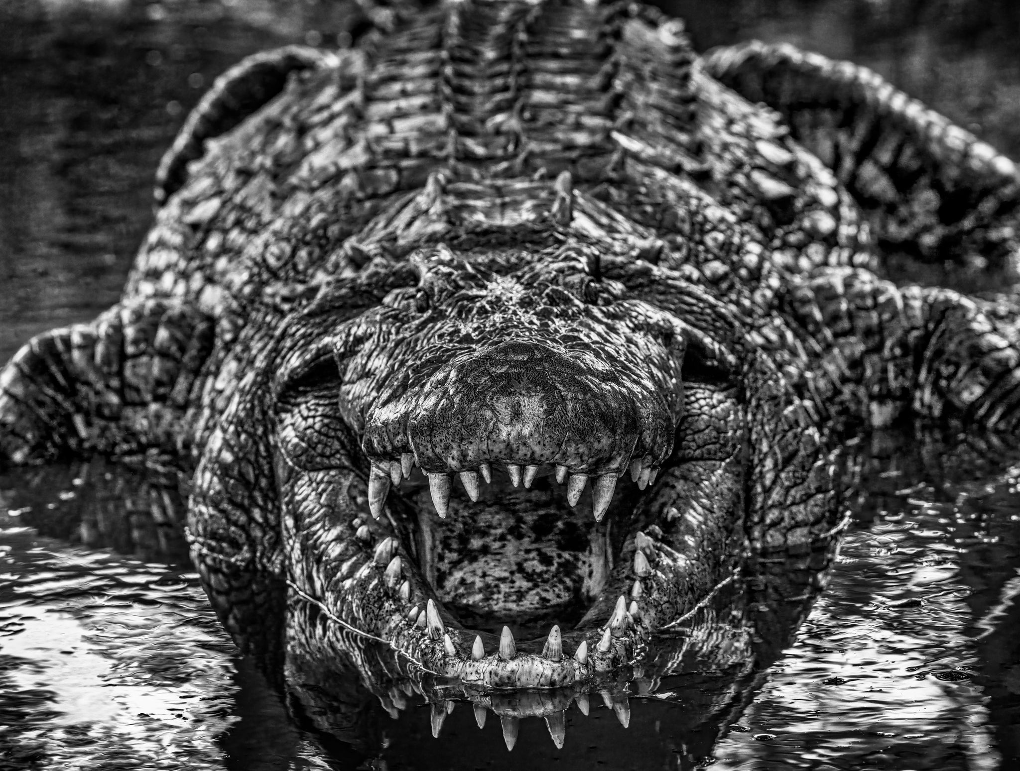 Jurassic Park by David Yarrow, limited edition photography
