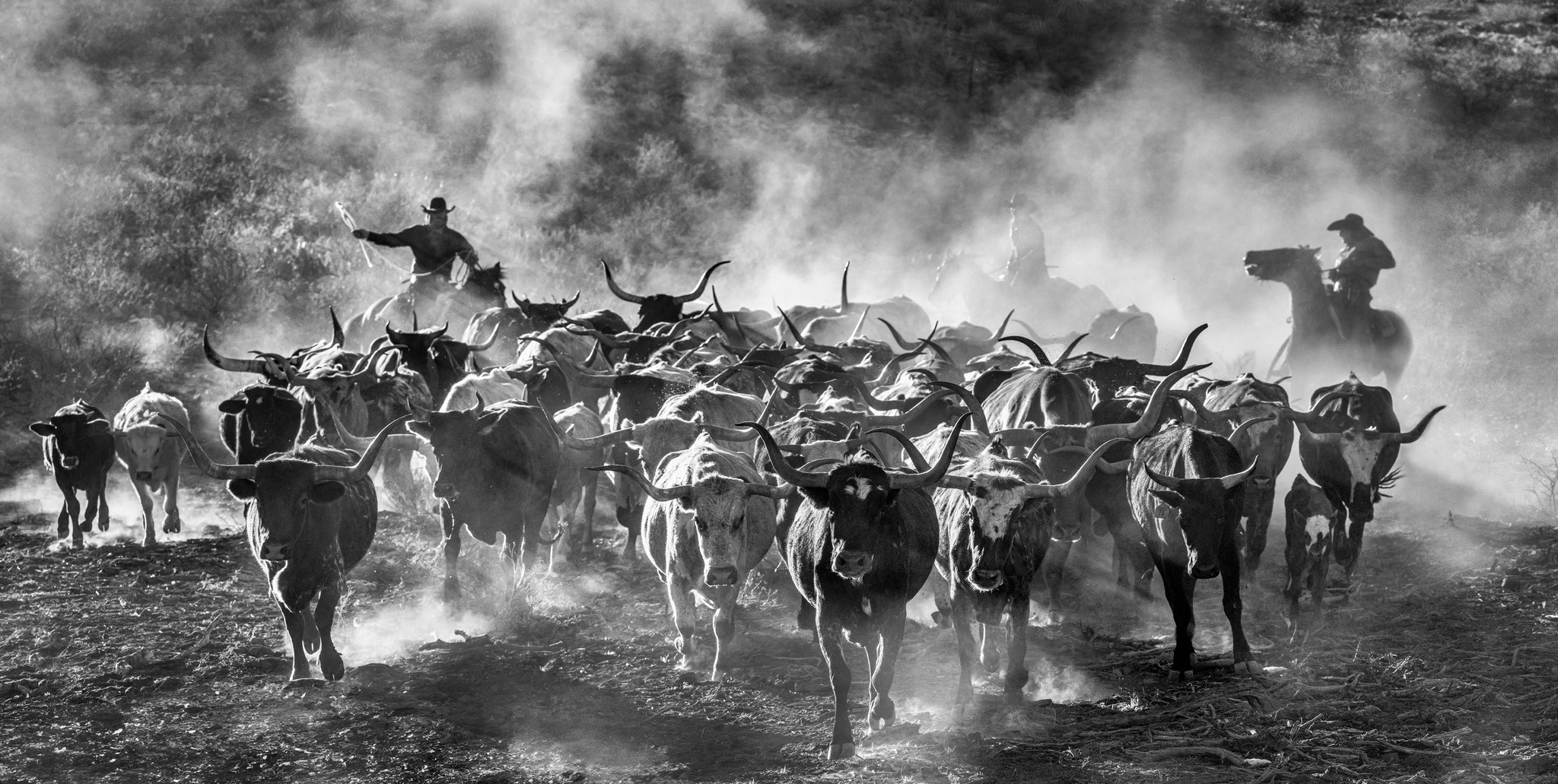Cattle Drive by David Yarrow, limited edition photography