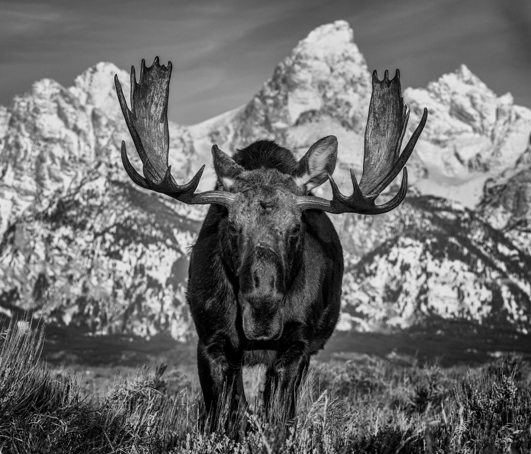The Big Moose by David Yarrow, limited edition photography