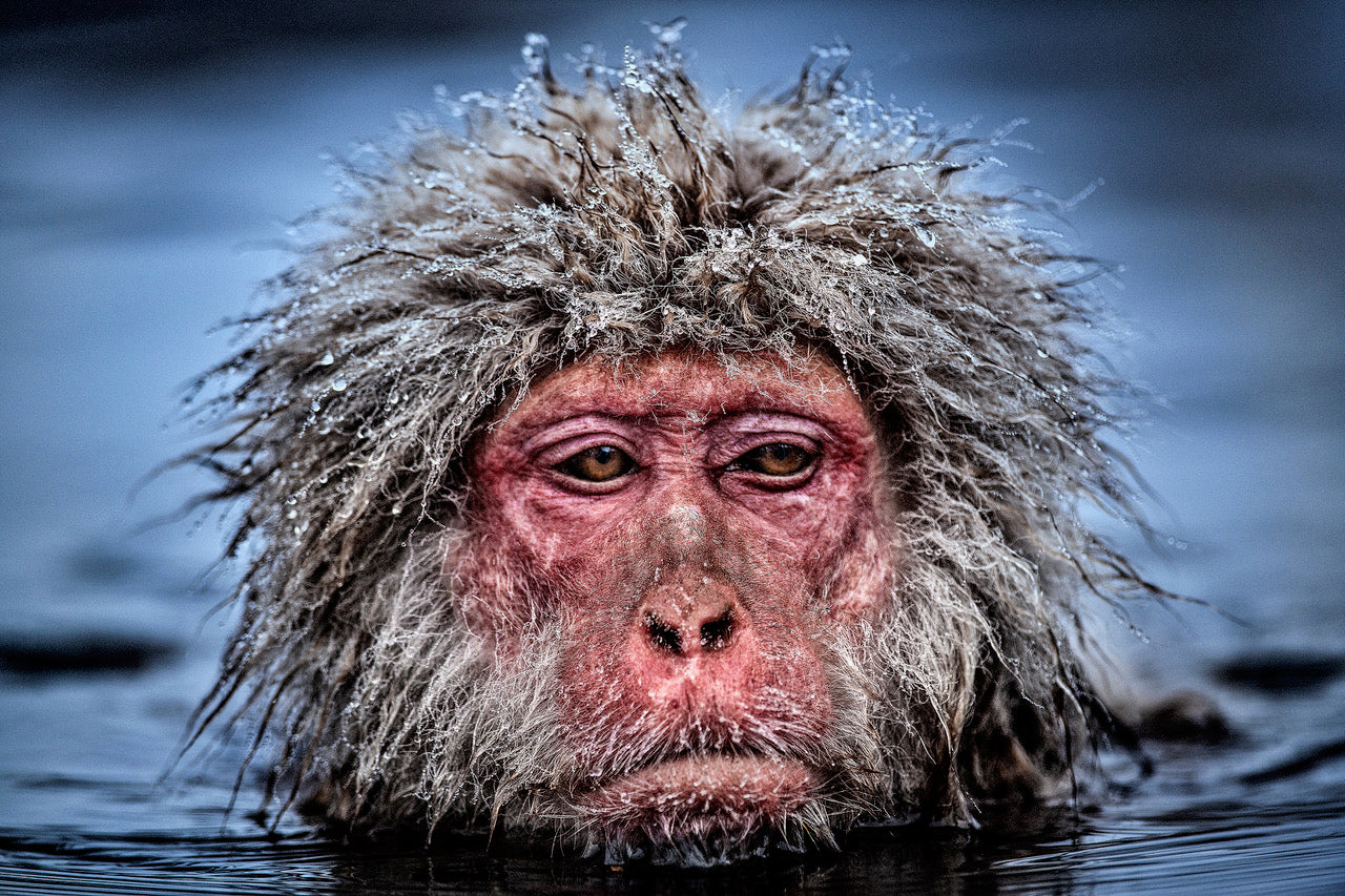 Grumpy Monkey (colour) by David Yarrow, limited edition photography