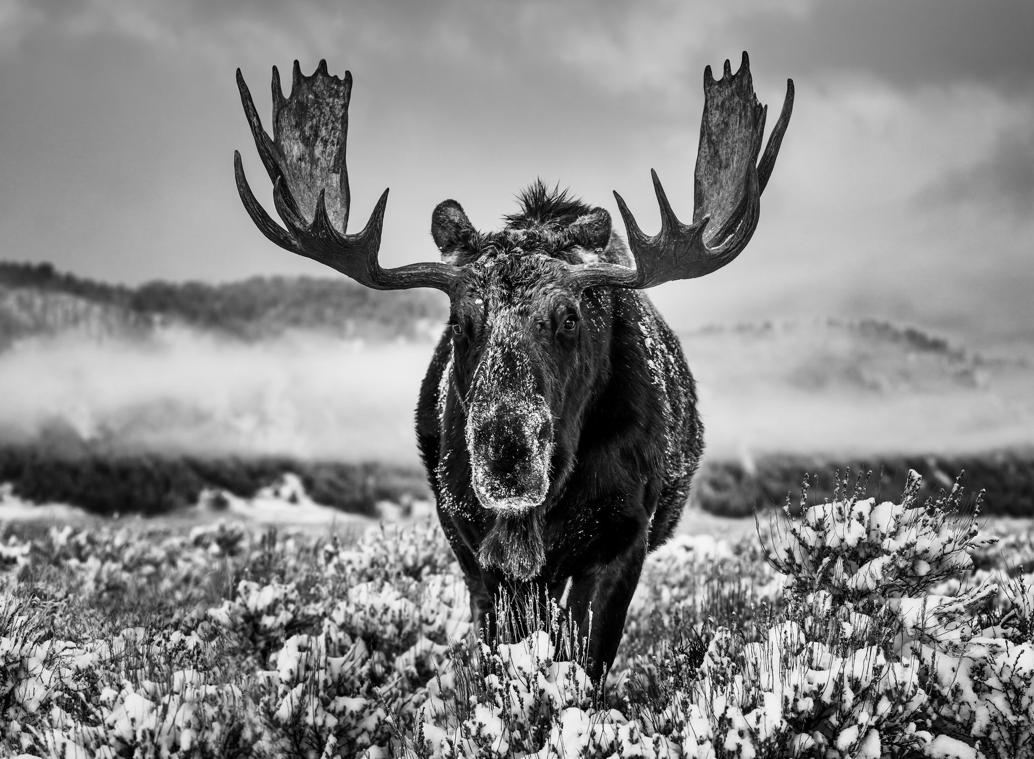 The Winter Season by David Yarrow, limited edition photography