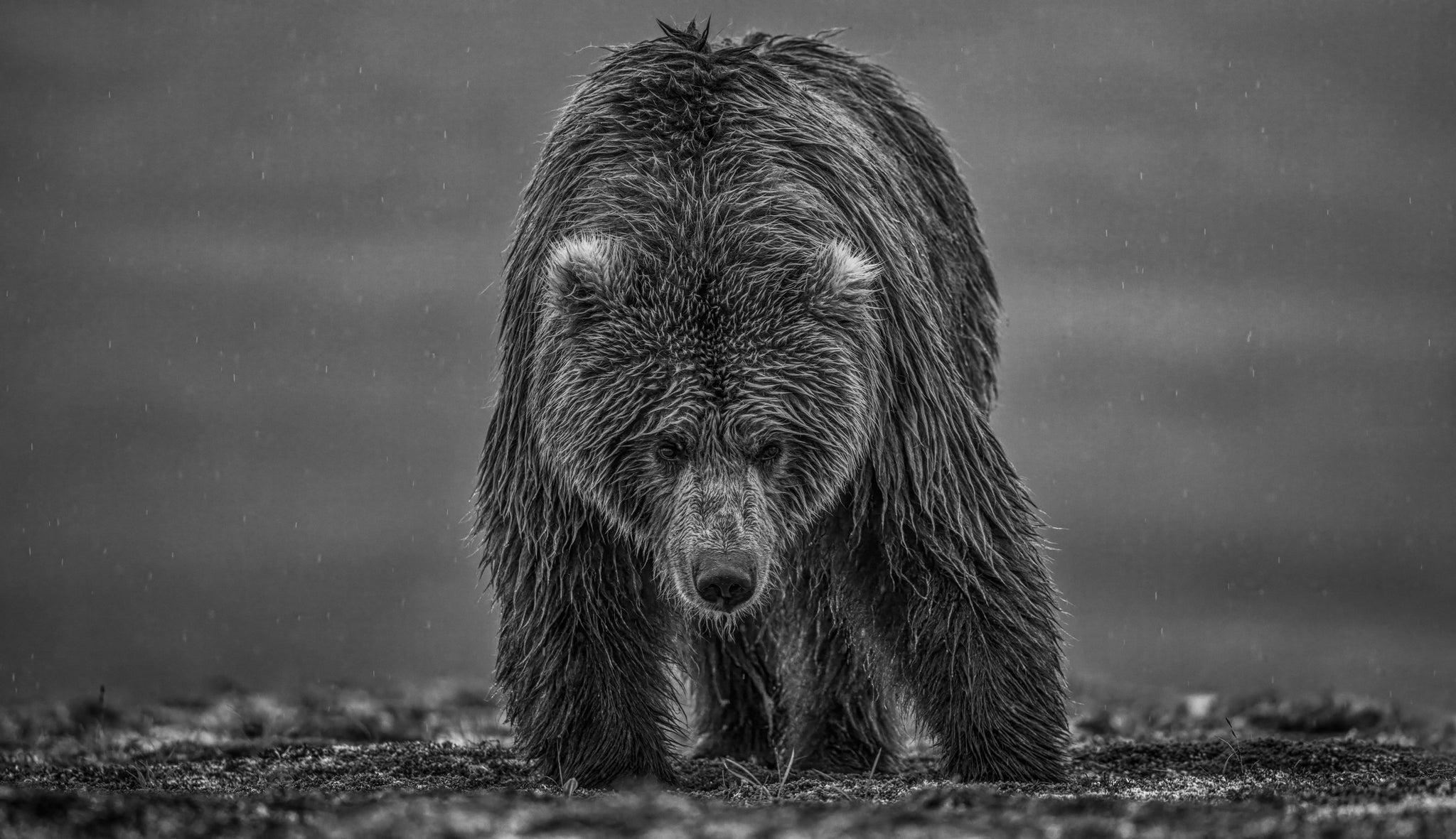 Bearish III by David Yarrow, limited edition photography