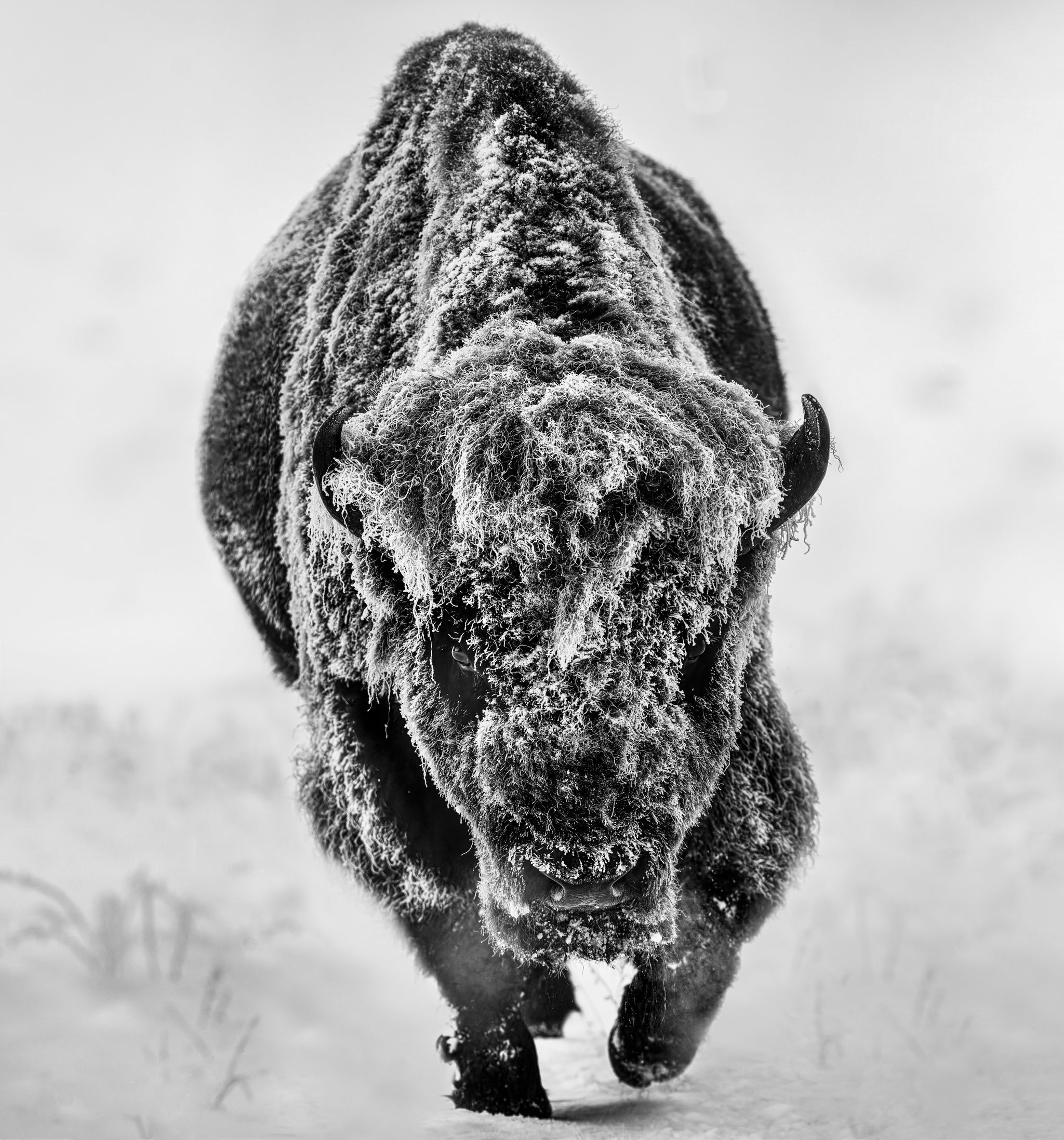 American Primeval by David Yarrow, limited edition photography