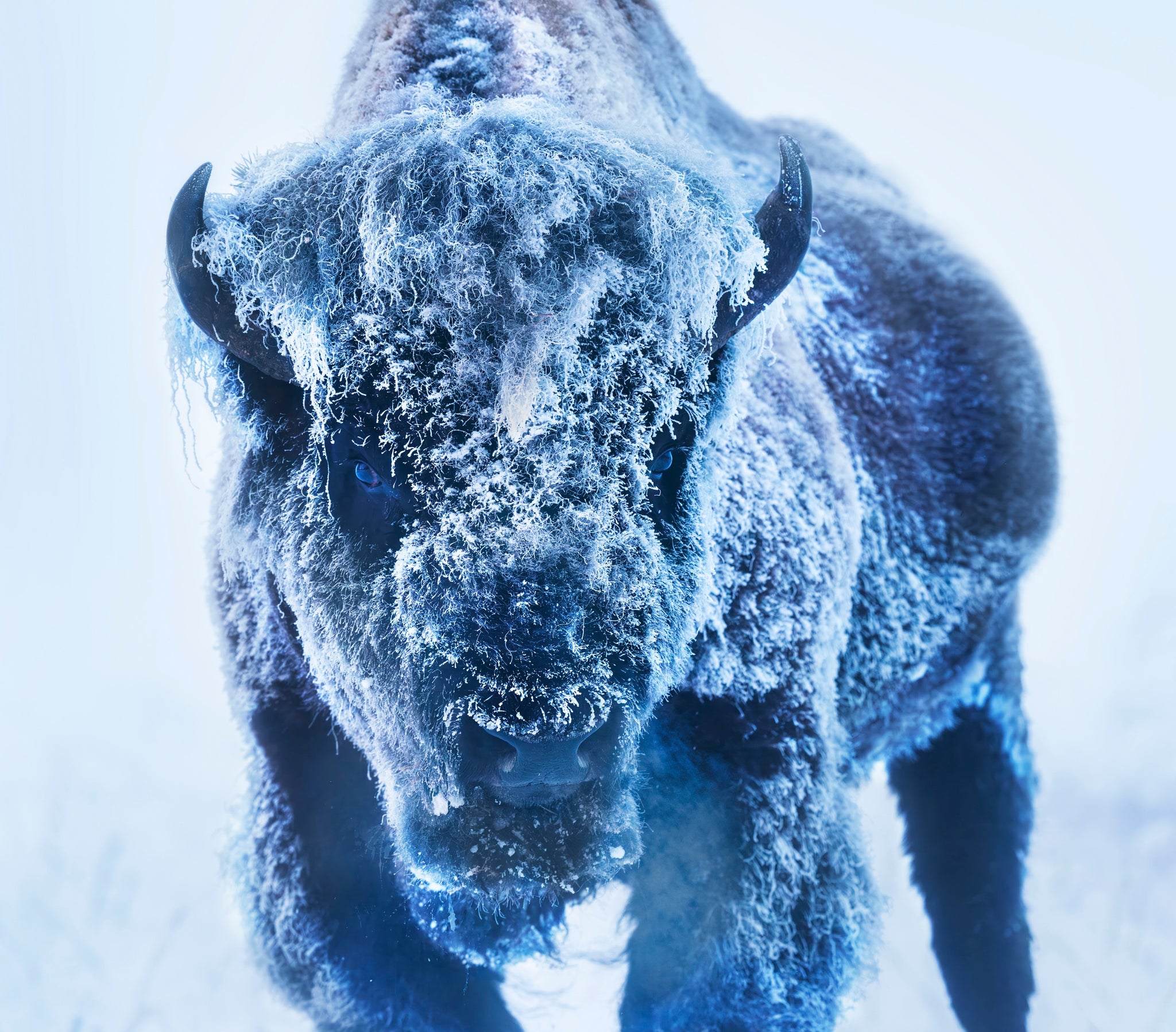 The Ice Monster (Colour) by David Yarrow, limited edition photography
