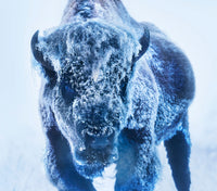 The Ice Monster (Colour)