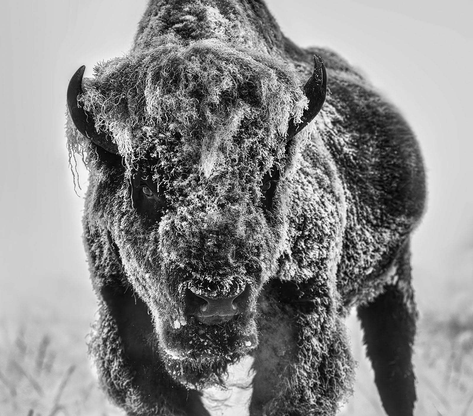 The Ice Monster by David Yarrow, limited edition photography